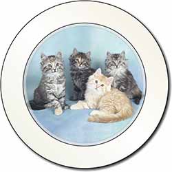 Cute Fluffy Kittens Car or Van Permit Holder/Tax Disc Holder