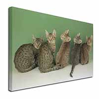 Cute Ocicat Kittens Canvas X-Large 30"x20" Wall Art Print