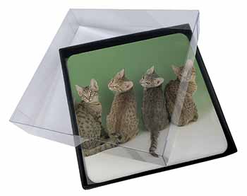 4x Cute Ocicat Kittens Picture Table Coasters Set in Gift Box