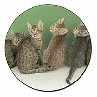 Cute Ocicat Kittens Fridge Magnet Printed Full Colour
