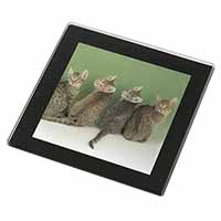 Cute Ocicat Kittens Black Rim High Quality Glass Coaster