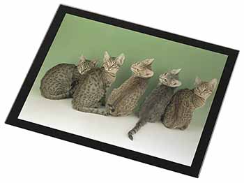 Cute Ocicat Kittens Black Rim High Quality Glass Placemat