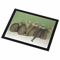 Cute Ocicat Kittens Black Rim High Quality Glass Placemat