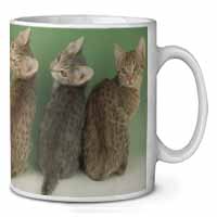 Cute Ocicat Kittens Ceramic 10oz Coffee Mug/Tea Cup