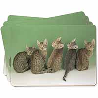 Cute Ocicat Kittens Picture Placemats in Gift Box