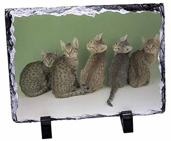 Cute Ocicat Kittens, Stunning Photo Slate