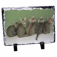 Cute Ocicat Kittens, Stunning Photo Slate