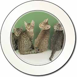 Cute Ocicat Kittens Car or Van Permit Holder/Tax Disc Holder