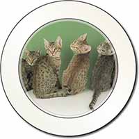 Cute Ocicat Kittens Car or Van Permit Holder/Tax Disc Holder