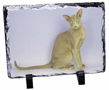 Mystical Oriental Cat, Stunning Photo Slate