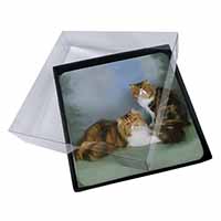 4x Tabby Tortie Persian Cats Picture Table Coasters Set in Gift Box