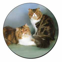 Tabby Tortie Persian Cats Fridge Magnet Printed Full Colour