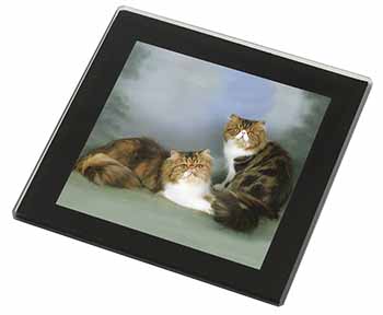 Tabby Tortie Persian Cats Black Rim High Quality Glass Coaster
