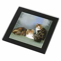 Tabby Tortie Persian Cats Black Rim High Quality Glass Coaster