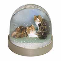 Tabby Tortie Persian Cats Snow Globe Photo Waterball