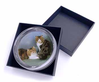 Tabby Tortie Persian Cats Glass Paperweight in Gift Box