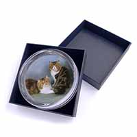 Tabby Tortie Persian Cats Glass Paperweight in Gift Box