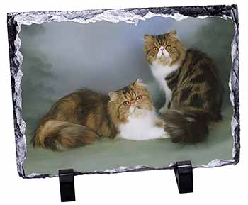 Tabby Tortie Persian Cats, Stunning Photo Slate