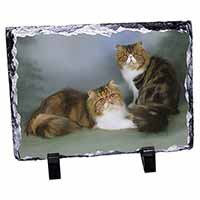 Tabby Tortie Persian Cats, Stunning Animal Photo Slate