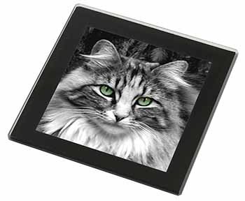 Gorgeous Green Eyes Cat Black Rim High Quality Glass Coaster