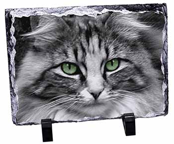 Gorgeous Green Eyes Cat, Stunning Photo Slate