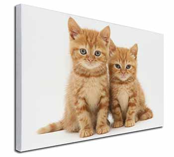 Ginger Kittens Canvas X-Large 30"x20" Wall Art Print