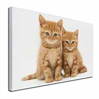 Ginger Kittens Canvas X-Large 30"x20" Wall Art Print