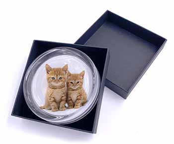 Ginger Kittens Glass Paperweight in Gift Box