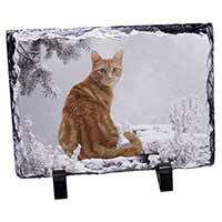 Ginger Winter Snow Cat, Stunning Photo Slate