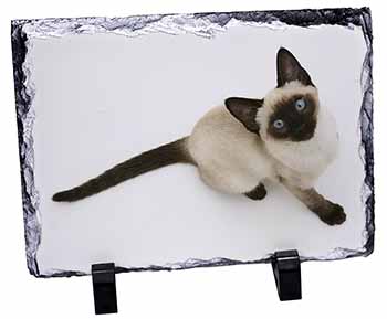 Siamese Cat, Stunning Photo Slate