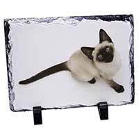 Siamese Cat, Stunning Photo Slate