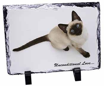 Siamese Cat 