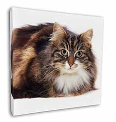 Beautiful Brown Tabby Cat Square Canvas 12"x12" Wall Art Picture Print