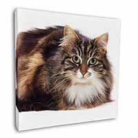 Beautiful Brown Tabby Cat Square Canvas 12"x12" Wall Art Picture Print