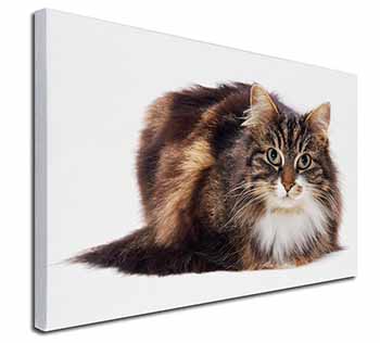 Beautiful Brown Tabby Cat Canvas X-Large 30"x20" Wall Art Print