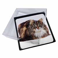 4x Beautiful Brown Tabby Cat Picture Table Coasters Set in Gift Box