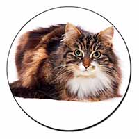 Beautiful Brown Tabby Cat Fridge Magnet Printed Full Colour