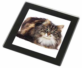 Beautiful Brown Tabby Cat Black Rim High Quality Glass Coaster