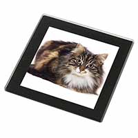 Beautiful Brown Tabby Cat Black Rim High Quality Glass Coaster