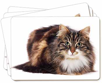 Beautiful Brown Tabby Cat Picture Placemats in Gift Box