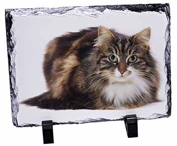 Beautiful Brown Tabby Cat, Stunning Photo Slate