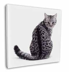 Silver Spot Tabby Cat Square Canvas 12"x12" Wall Art Picture Print
