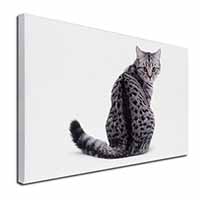 Silver Spot Tabby Cat Canvas X-Large 30"x20" Wall Art Print