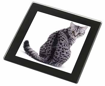 Silver Spot Tabby Cat Black Rim High Quality Glass Coaster