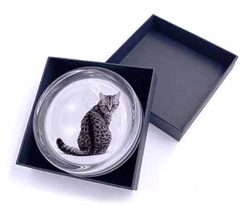 Silver Spot Tabby Cat Glass Paperweight in Gift Box