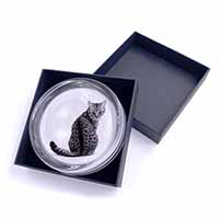 Silver Spot Tabby Cat Glass Paperweight in Gift Box