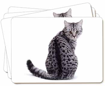 Silver Spot Tabby Cat Picture Placemats in Gift Box