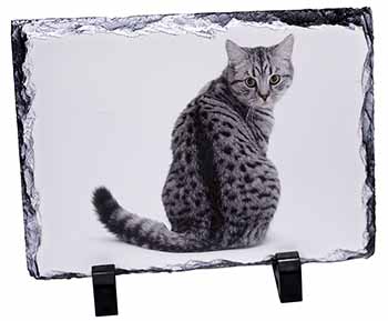 Silver Spot Tabby Cat, Stunning Photo Slate