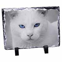 Blue Eyed White Cat, Stunning Animal Photo Slate