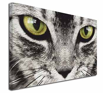 Silver Tabby Cat Face Canvas X-Large 30"x20" Wall Art Print